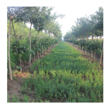 園藝場大量出售丁香樹 現賣先挖丁香樹