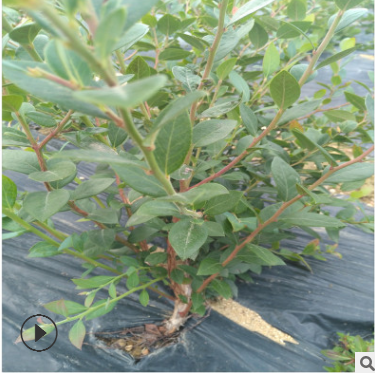 藍莓苗 3年地栽藍莓苗 喜來 錢德勒 萊格西 都克