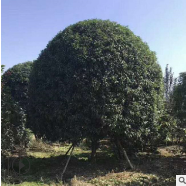 桂花 金桂 八月桂 四季桂 五彩桂 銀桂 獨桿叢生