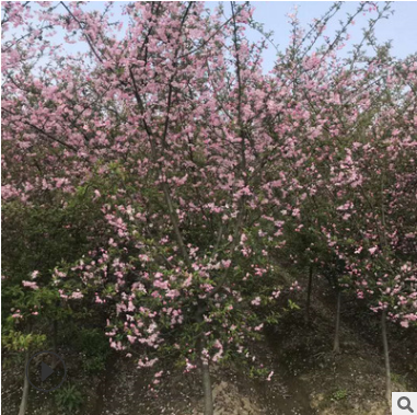 垂絲海棠 西府海棠 行道綠化 工程苗木 基地直銷