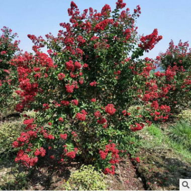 叢生紫薇 紅火箭紫薇 紅梅 紅楓 紅葉李 基地直銷