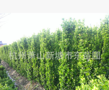 供應 高品質石楠 綠化工程喬灌木 現挖成活率高