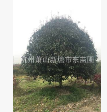 N桂花 桂花樹苗 桂花盆栽 庭院觀花植物 芳香植物