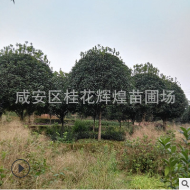 直銷直徑15/18/20/25cm30/35/40公分桂花樹 桂花大樹