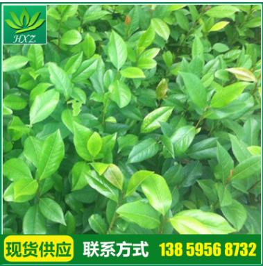 廠家供應 精品綠色茶花苗 高檔茶花苗 正黃旗 各種茶花花苗批發