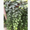 常春藤苗 攀緣性強 長春藤苗 常青藤苗 庭院別墅綠化