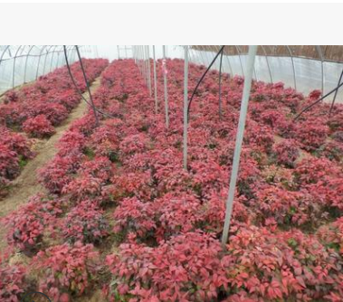 南天竹|批量上市，品種純，高成活