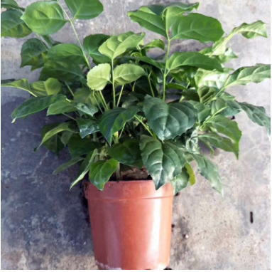 室內觀葉植物小盆栽吸甲醛盆景（A110）大富貴幸福樹