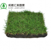 成都果嶺草真草皮批發 耐踐踏矮生百慕大草坪卷 四季常青交播草坪