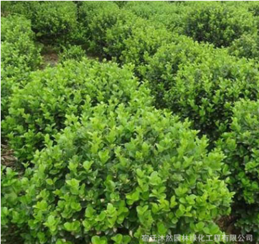 基地工程綠化苗木 衛矛球樹苗 行道灌叢綠籬衛矛球苗