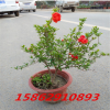 盆栽四季石榴苗 盆栽果樹花卉盆景 四季石榴室內陽臺種植