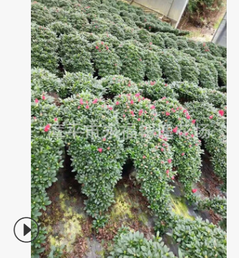 特價精品盆栽大紅色直銷懸崖杜鵑花80-90公分長楊梅紅懸崖杜鵑花