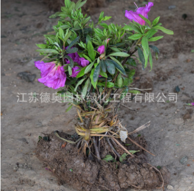 批發杜鵑花苗室內盆栽花卉毛杜娟綠化工程苗木毛娟花苗