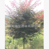 批發嫁接 三季紅日本紅楓 庭院植物彩色樹 落葉喬木