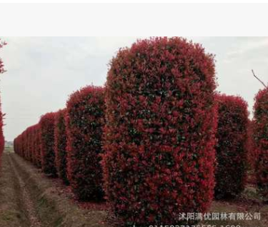 批發綠籬常綠灌木 石楠柱子 紅葉石楠球紅葉石楠 綠化苗木石楠樹