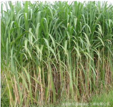 批發優質牧草種籽 皇竹草種籽 黑麥草種籽 草坪種籽量大優惠