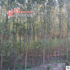 供應(yīng)綠化苗木 國槐苗 國槐樹苗 批發(fā)國槐小苗 規(guī)格齊全