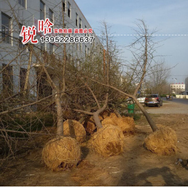 大量供應各種規格木銀杏綠化苗木 實生銀杏 嫁接銀杏