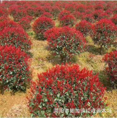 供應(yīng)紅葉石楠球冠幅60公分-1.5米紅葉石楠球價(jià)格 柏加紅葉石楠球