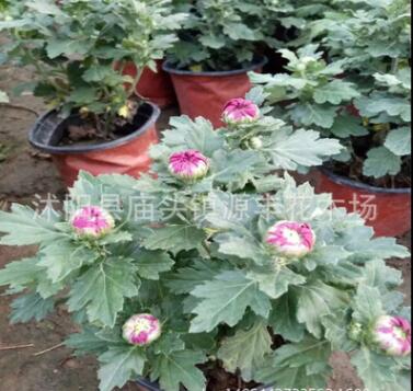 盆栽菊花 千頭菊盆栽 室內(nèi)庭院花卉綠植 當(dāng)年開花