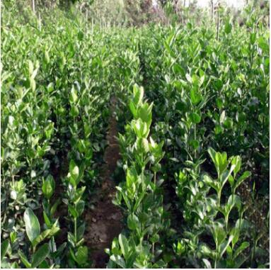 供應(yīng)優(yōu)質(zhì)北海道黃楊苗 北海道黃楊四季常青苗木