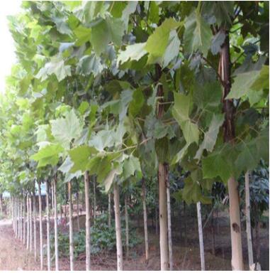 基地供應優質法桐樹苗 速生法桐規格齊全 綠化工程行道樹法國梧桐