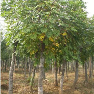基地供應綠化工程行道樹 批發欒樹小苗 南欒苗 欒樹價格