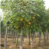 基地供應綠化工程行道樹 批發欒樹小苗 南欒苗 欒樹價格