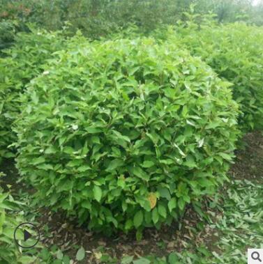 基地直銷優質衛矛球四季常青綠化工程色塊苗木膠東衛矛苗量大從優