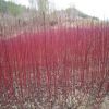 供應紅瑞木小苗 多年生涼子木紅麻球 庭院綠化紅瑞木
