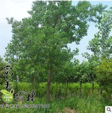 供應園林綠化重陽木