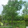 供應園林綠化重陽木