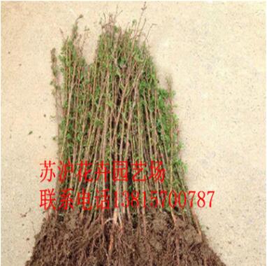 工程綠化 落羽杉 水杉 池杉 規(guī)格齊全 道路綠化