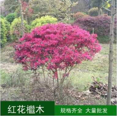 紅繼木 紅花檵木球 紅花繼木 耐旱 工程苗木 庭院綠植