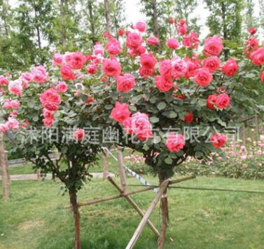 批發樹樁月季別墅美化 樹狀月季 品種月季樹 高桿月季