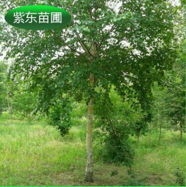 批發銷售 苗圃白樺樹 白樺價格實惠