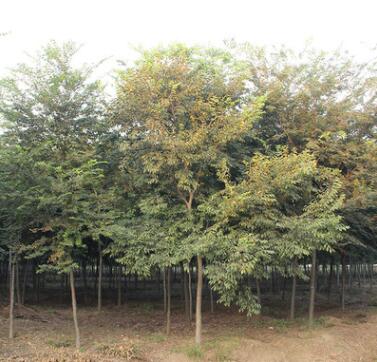 紅櫸樹苗批發(fā) 工程綠化苗木 凈化空氣