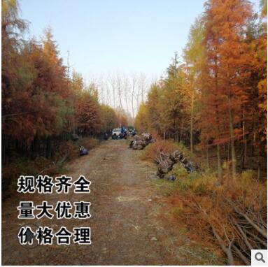 落羽杉直銷 中山柳池水 杉樹直銷 3-35公分 樹形優(yōu)美成活率高