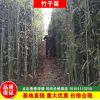 四季常青早園竹產地直銷綠化工程青竹苗