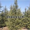 優質雪松 2米-5米規格齊全樹形優美常綠樹落地冠不拖腿精品雪松樹