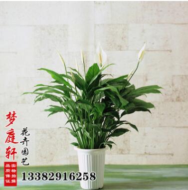 基地批發(fā) 室內(nèi)盆栽花卉 凈化空氣 盆栽白掌