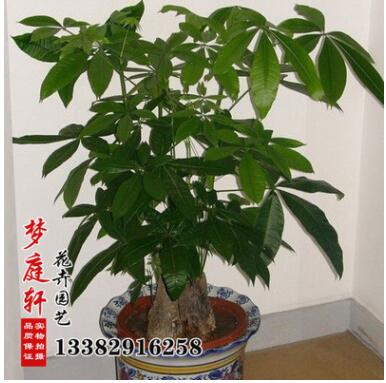 室內發財樹盆栽 發財樹盆景 樹形花卉 防輻射盆栽