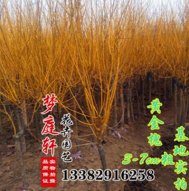 黃金槐苗 黃金槐樹苗 胸徑2-15cm黃金槐