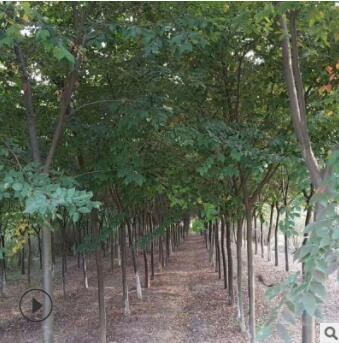 綠化工程櫸樹苗庭院行道綠化苗櫸樹苗紅櫸樹苗櫸樹小苗大小齊全