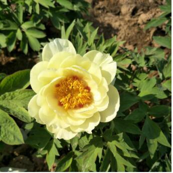 菏澤牡丹新品種鮮花批綠化工程用苗基地自銷量大優惠保成活可補栽