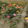 苗圃供應 樹樁月季 香味極濃 薔薇嫁接 月季類花苗