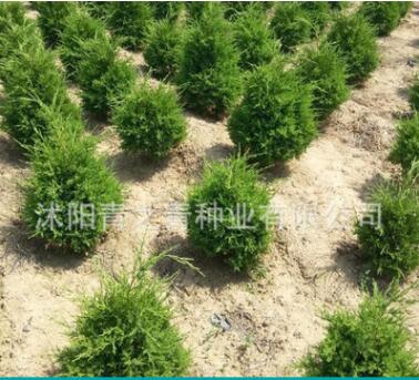 工程用苗 塔柏 儈柏 蜀儈 大小苗