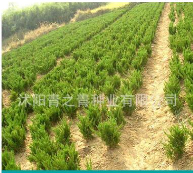 綠化苗木 龍柏小苗 小龍柏 龍柏球 四季常青