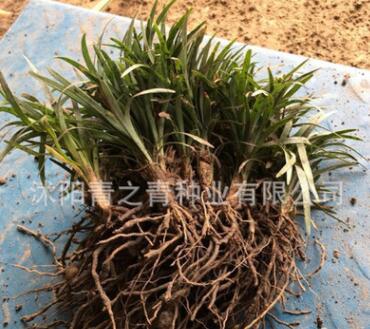 日本矮麥冬 玉龍草 庭院綠化工程