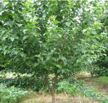 供應1.5~3公分分枝大櫻桃樹苗